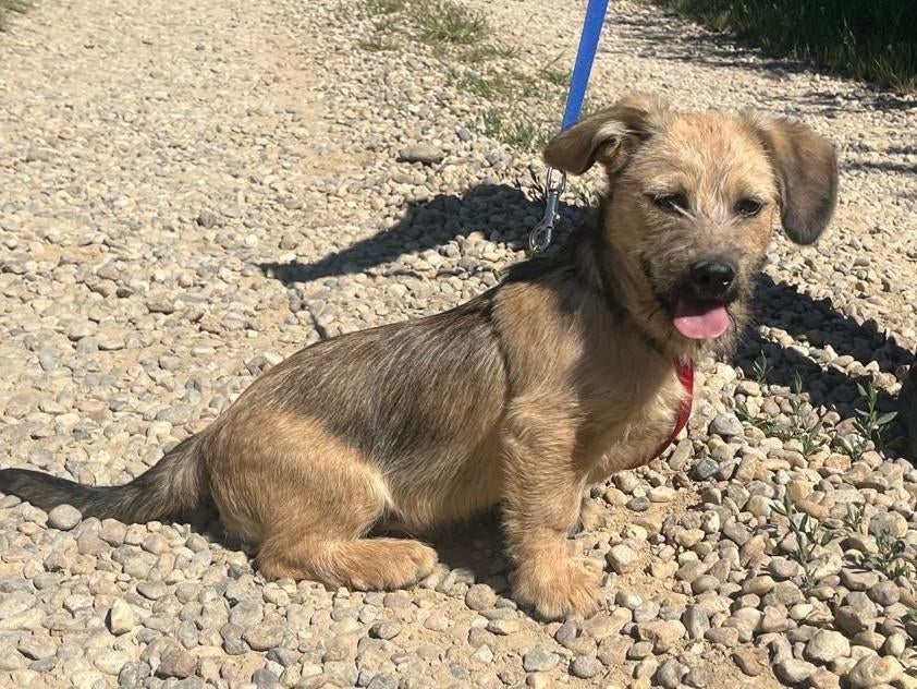 Pup Lamby, een lief, vrolijk en sociaal mannetje, Particulier, 15 weken tot 1 jaar, Reu, Buitenland