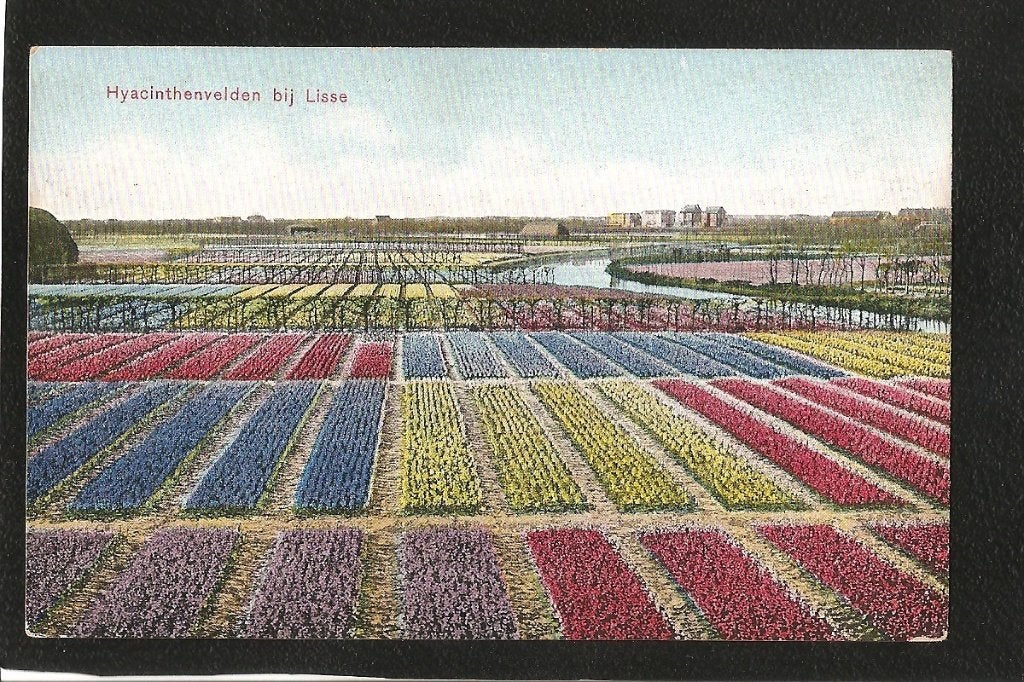 Lisse, Hyacinthenvelden, Ophalen of Verzenden, 1920 tot 1940, Ongelopen, Zuid-Holland