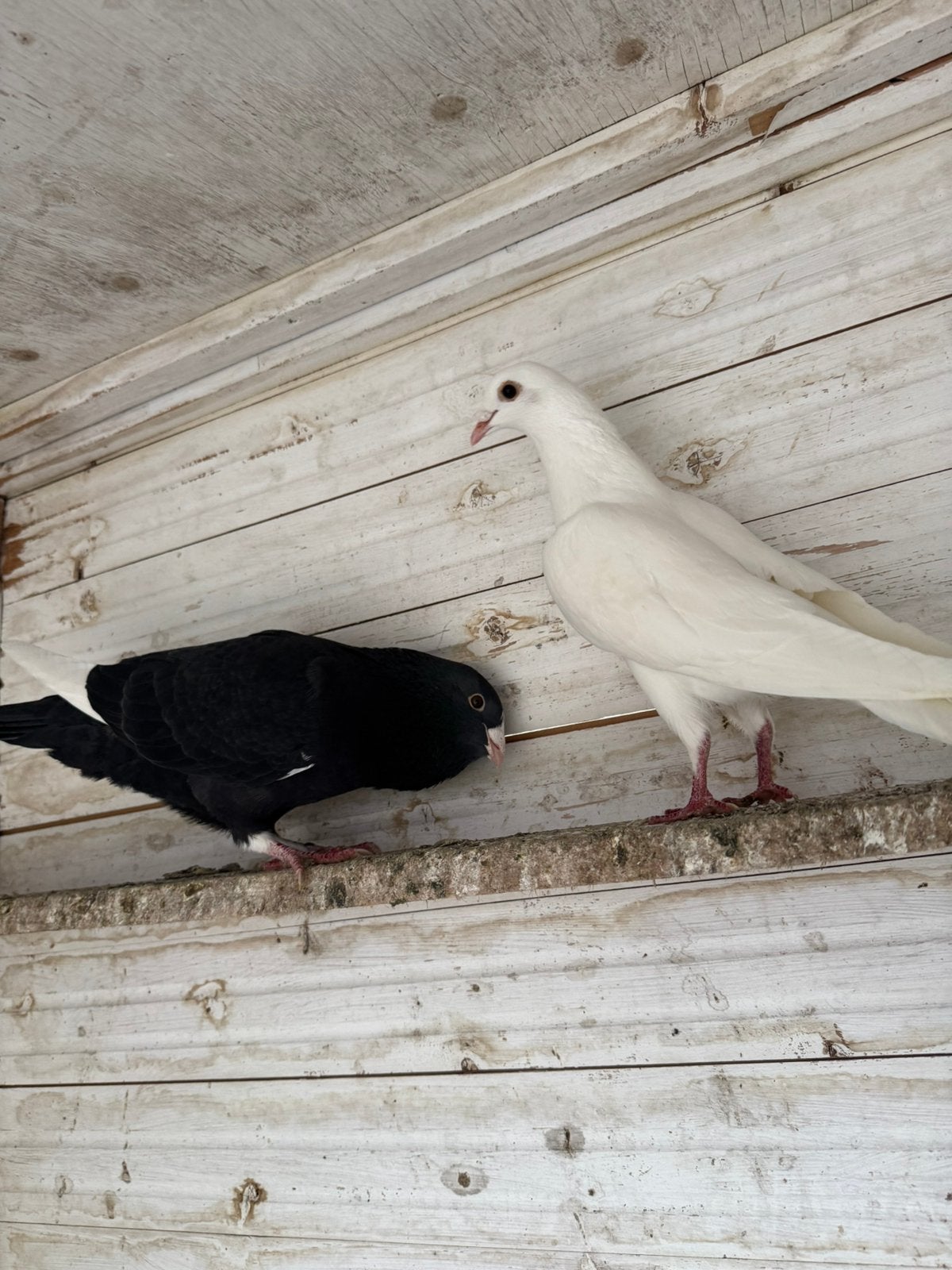 Duiven, Dieren en Toebehoren, Meerdere dieren, Overige soorten
