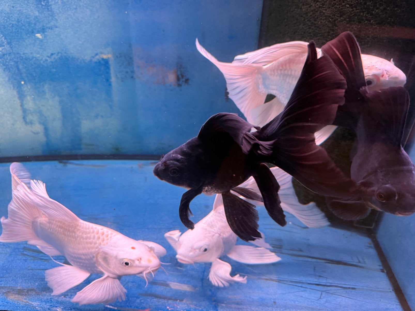 Butterfly koi, Karper of Koi