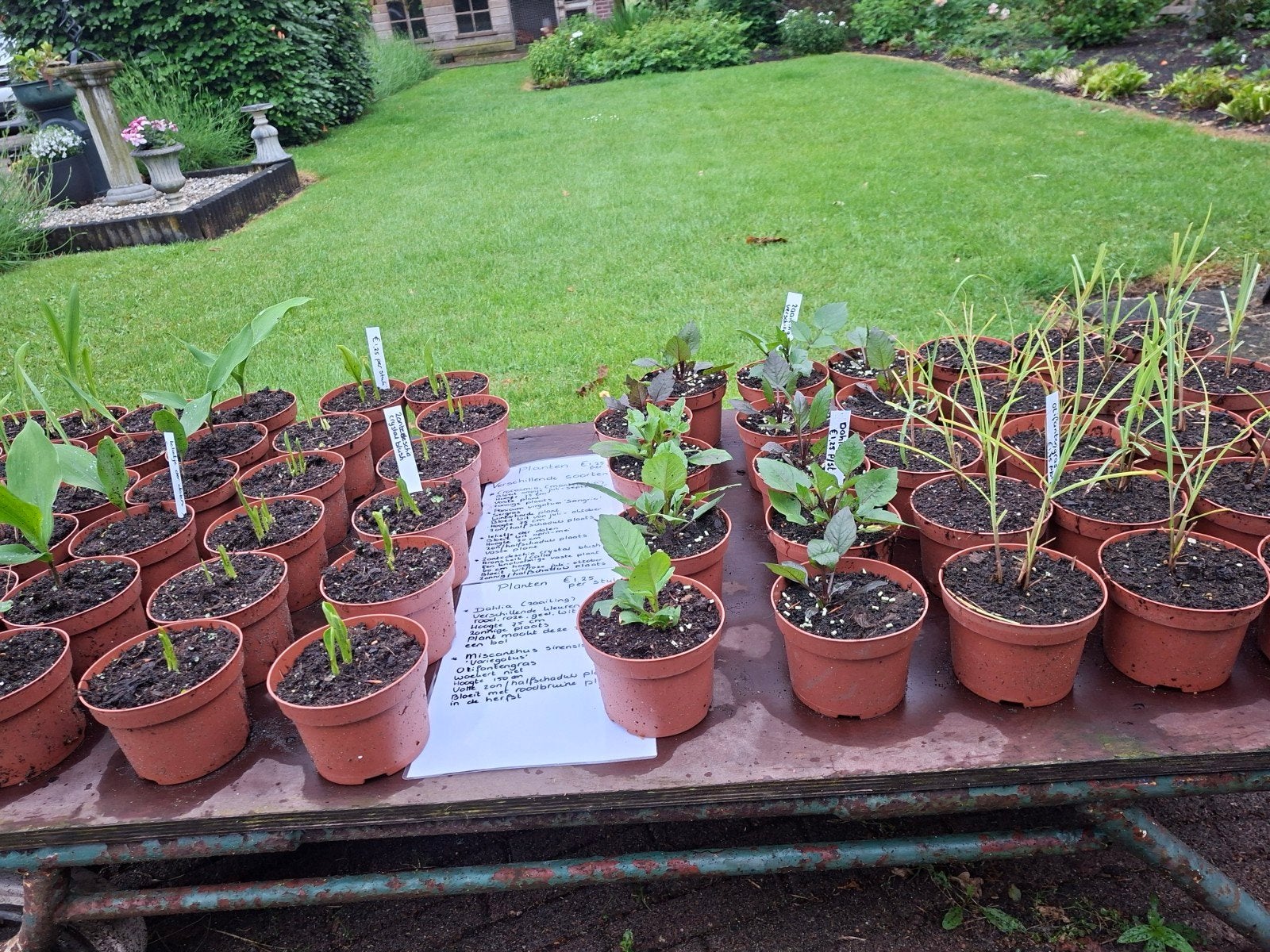 Te koop Tuinplantjes  €1,25 per stuk, Ophalen of Verzenden, Overige soorten, Volle zon