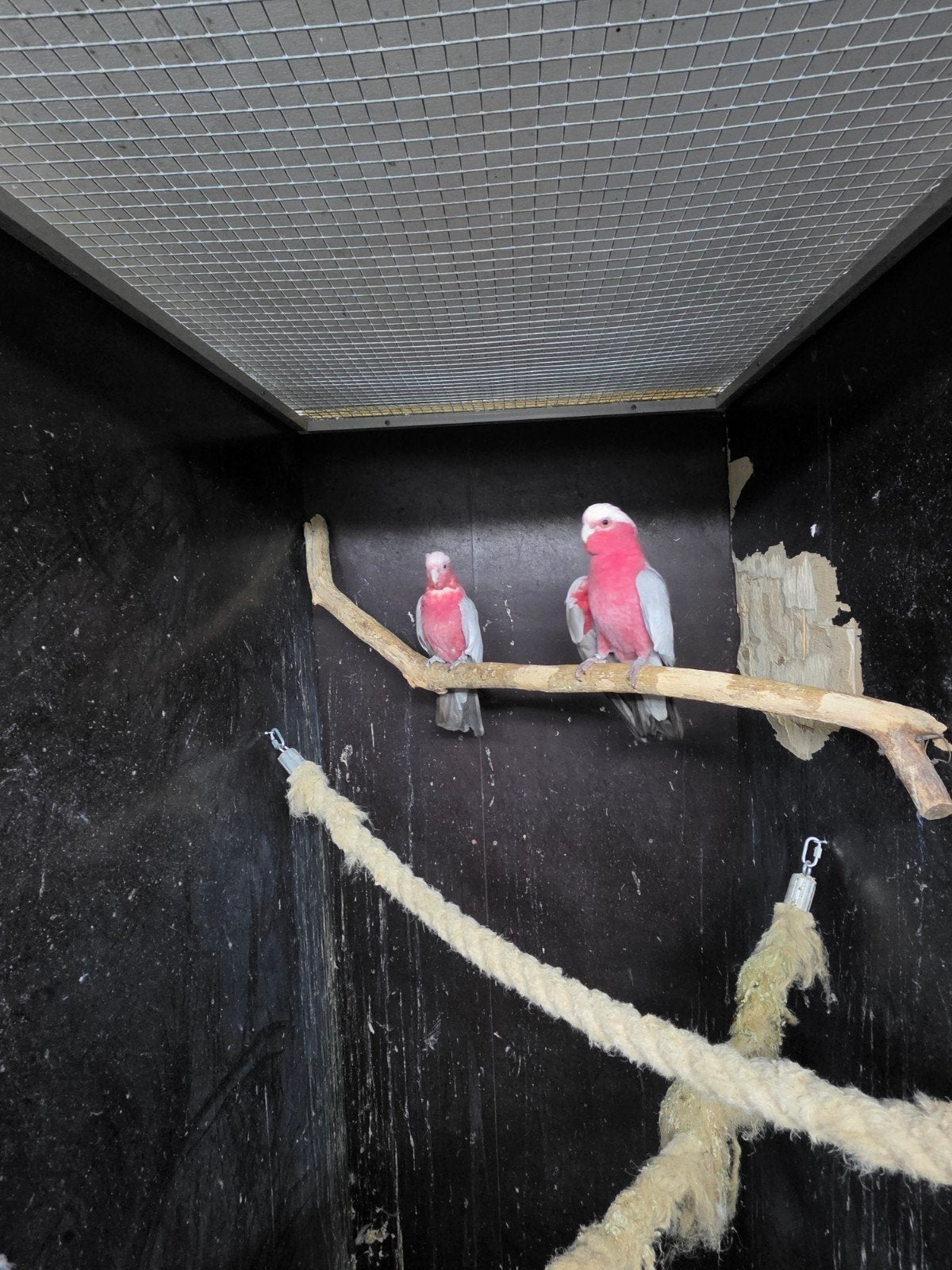 Te koop 1-1 bewezen kweekkoppel rose kaketoe's, Meerdere dieren, Papegaai, Geringd