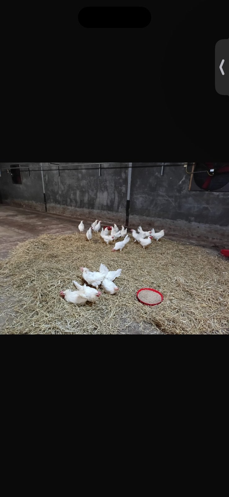 Circa 50 slachthanen, Meerdere dieren, Kip