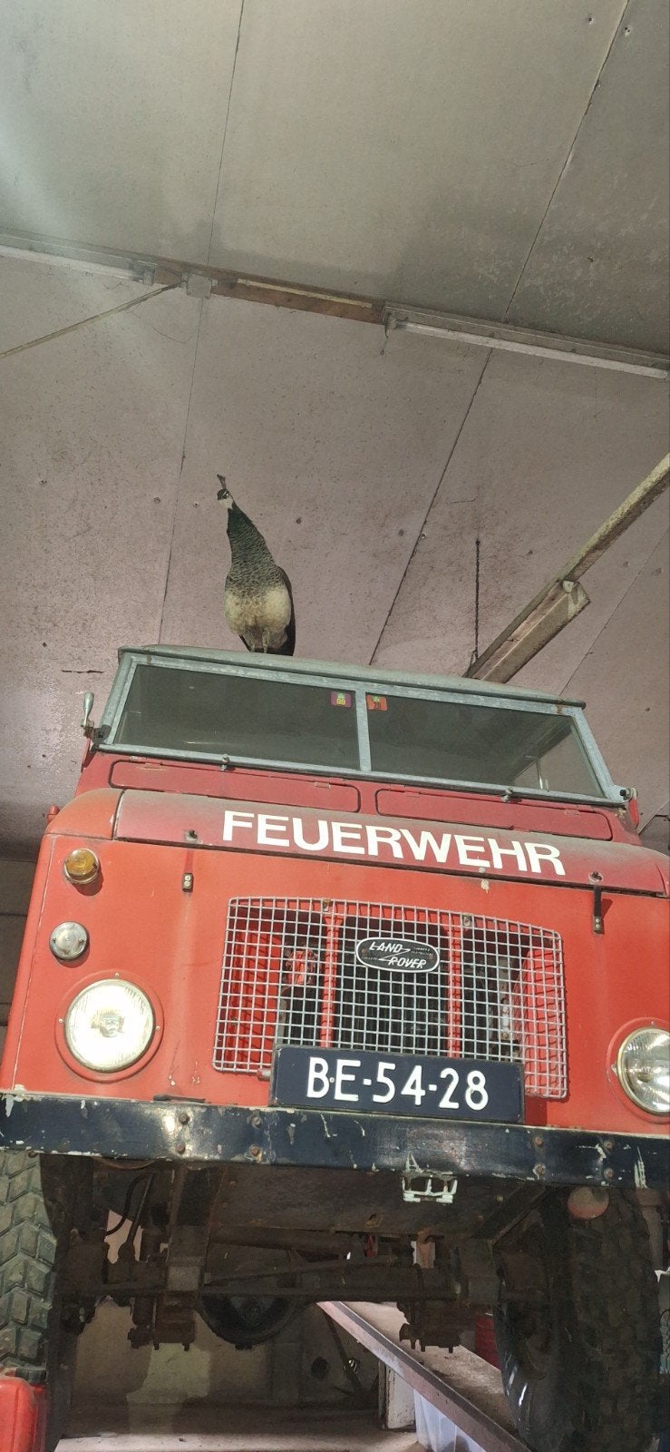 F C 109 Landrover, Particulier, Te koop