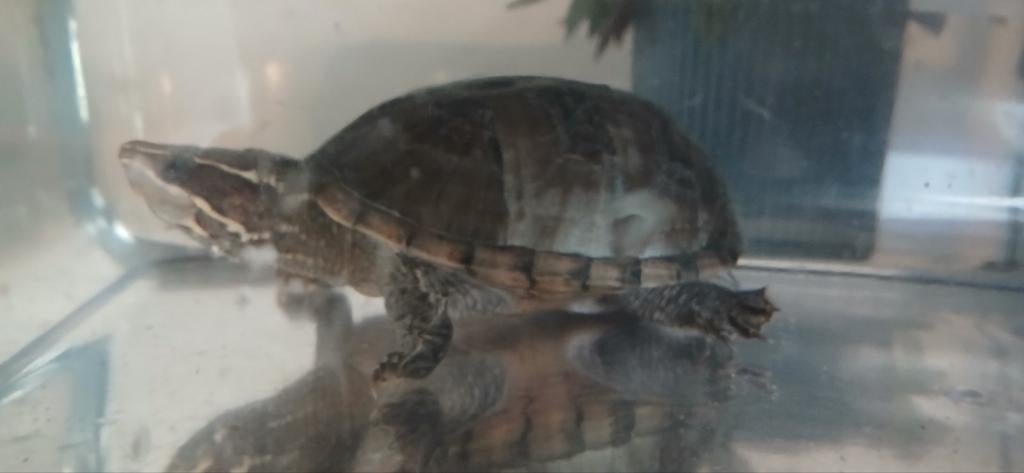 Te koop 3x Vrouwenlijke muskus schildpad, Dieren en Toebehoren, Schildpad