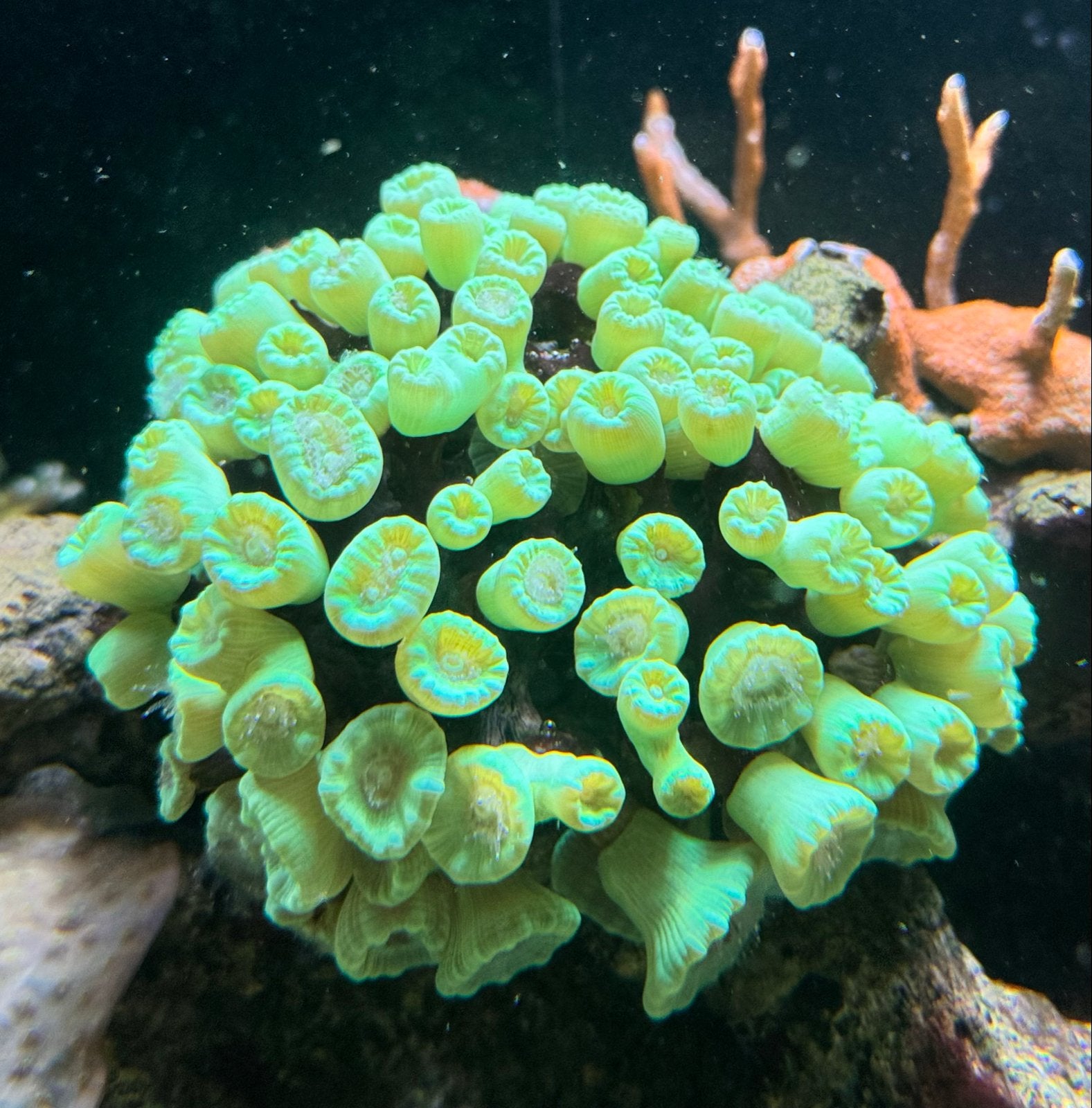 Koraal caulastrea ultra groen., Dieren en Toebehoren, Ophalen