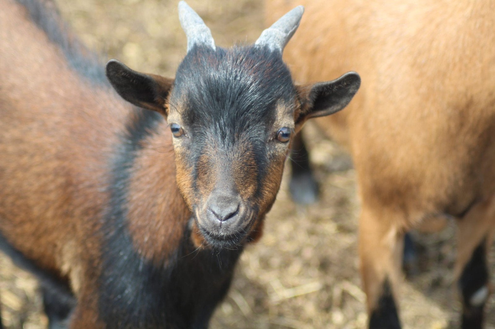 ɓokje, Dieren en Toebehoren, Schapen, Geiten en Varkens, Mannelijk, Geit, 0 tot 2 jaar