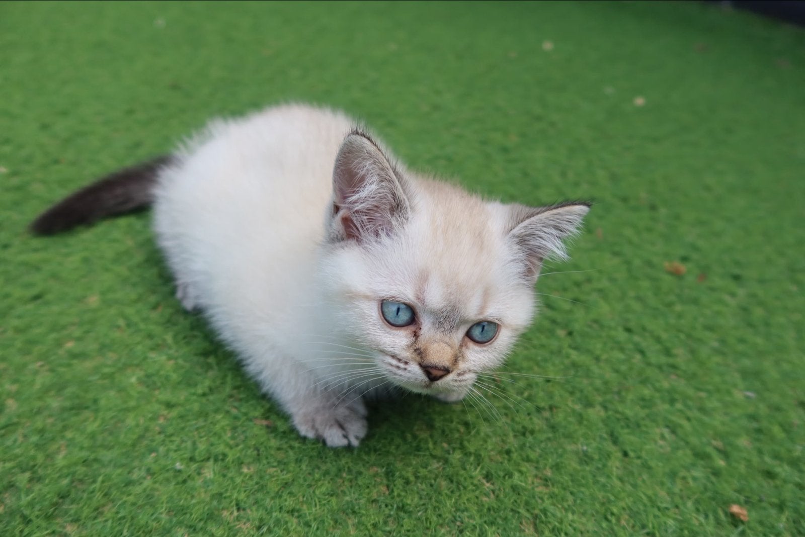 Britse kort haar kittens, Dieren en Toebehoren, Katten en Kittens | Overige Katten, Meerdere dieren, Kortharig