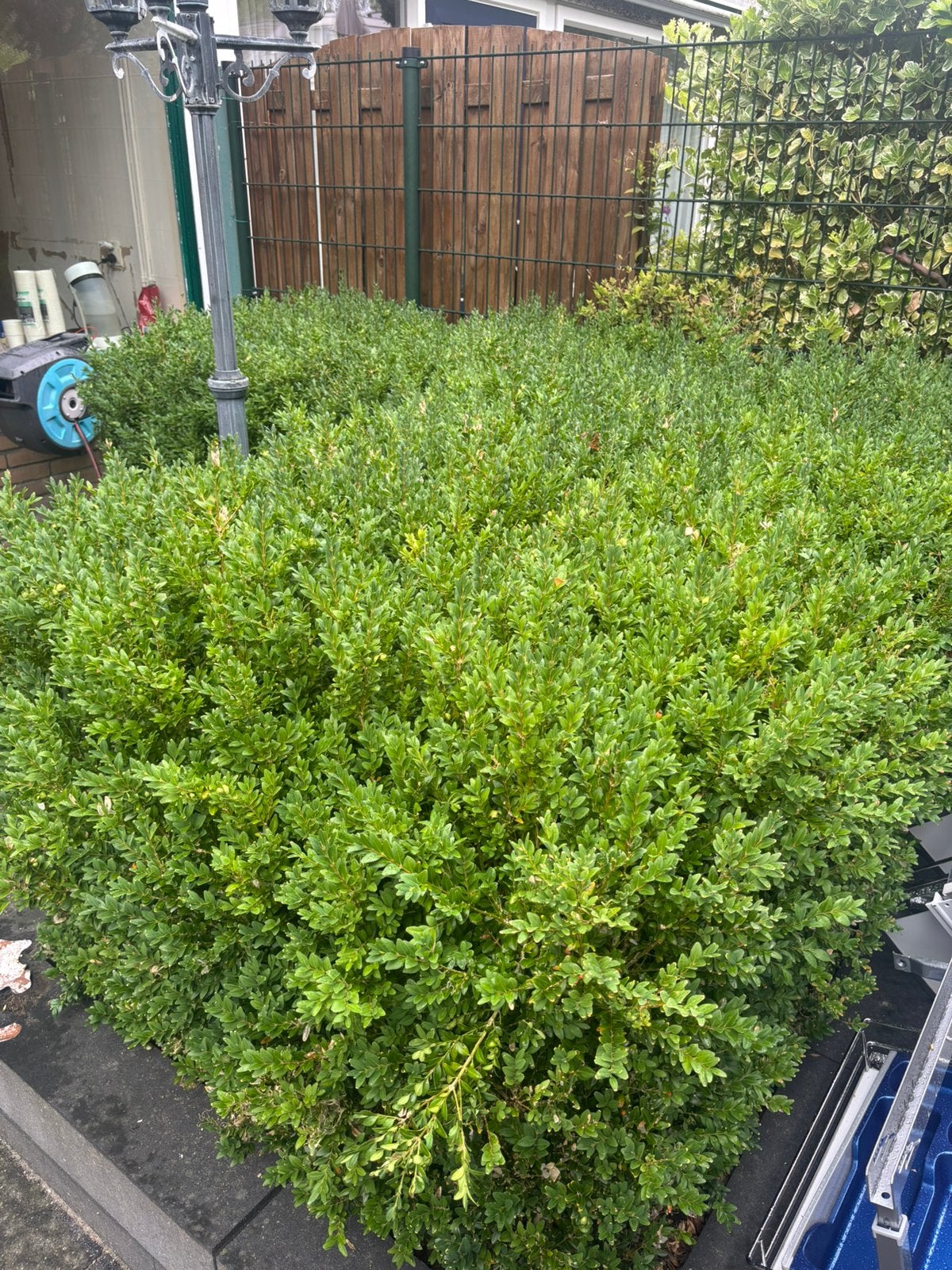 Buxus / japanse hulst te koop, Ophalen, Buxus, Minder dan 100 cm