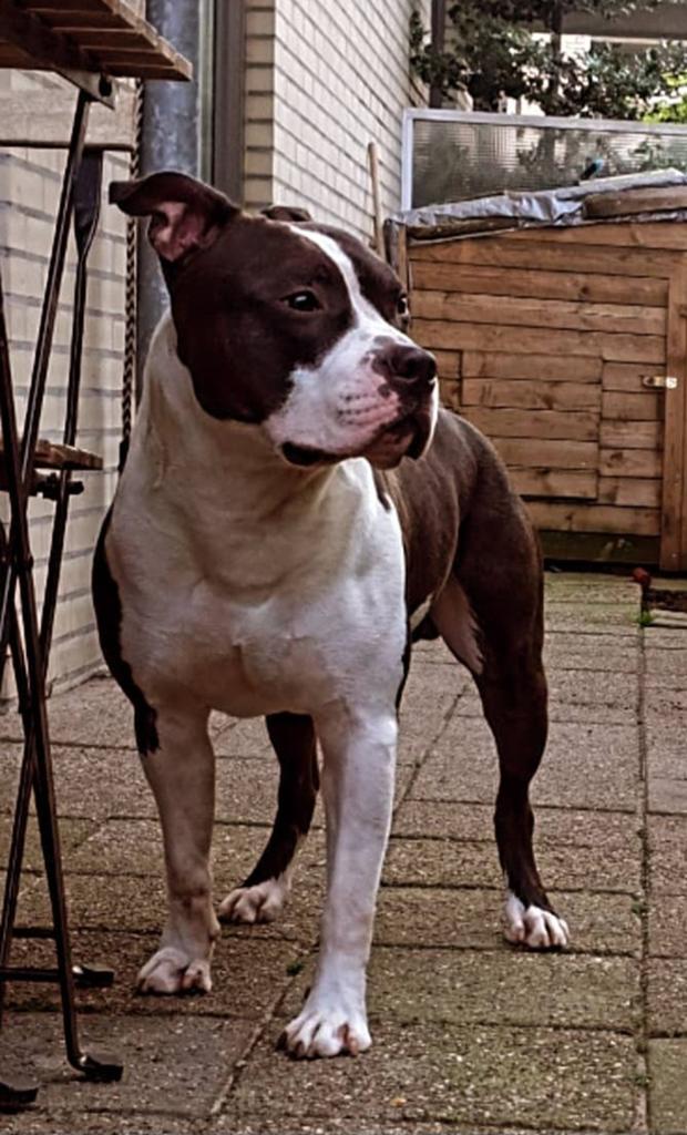 Amerikaanse stafford, Dieren en Toebehoren, 6 jaar of ouder, Reu, Parvo, Eén hond