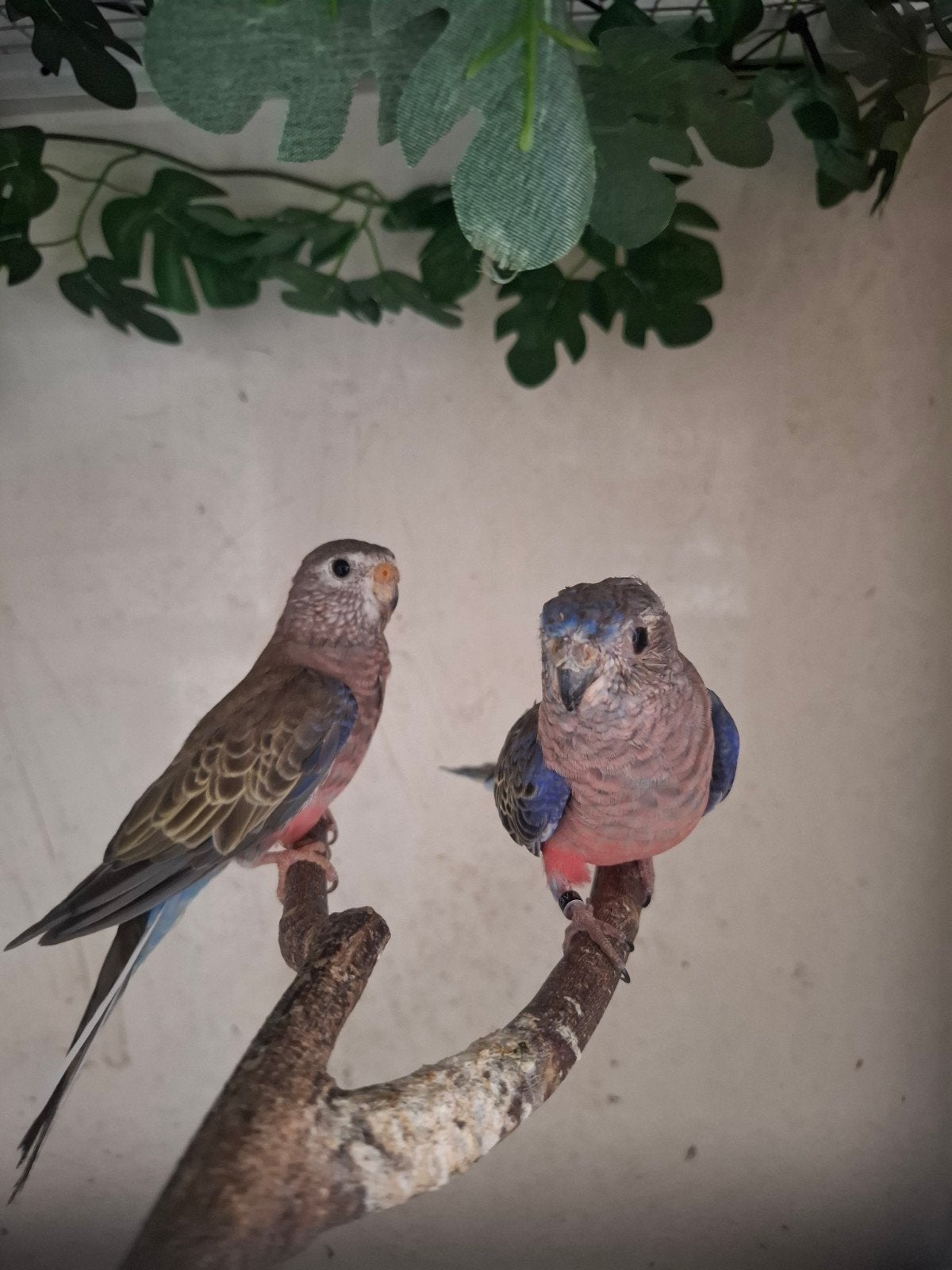 Koppel bourke parkieten wildkleur, Dieren en Toebehoren, Vogels | Parkieten en Papegaaien