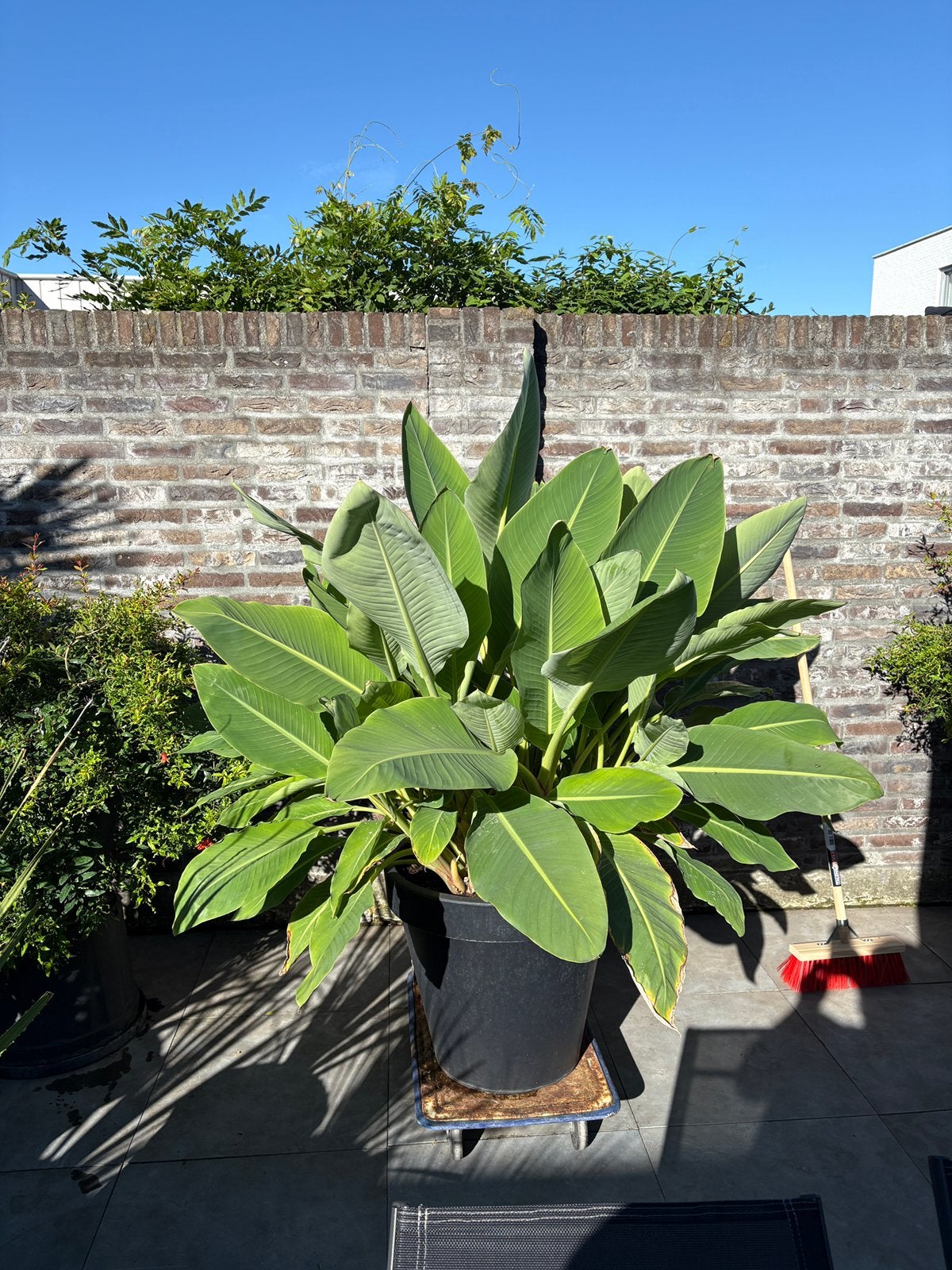 Fantastisch mooie grote en volle musella lasiocarpa banaan!!, Ophalen, Overige soorten, In pot, Halfschaduw