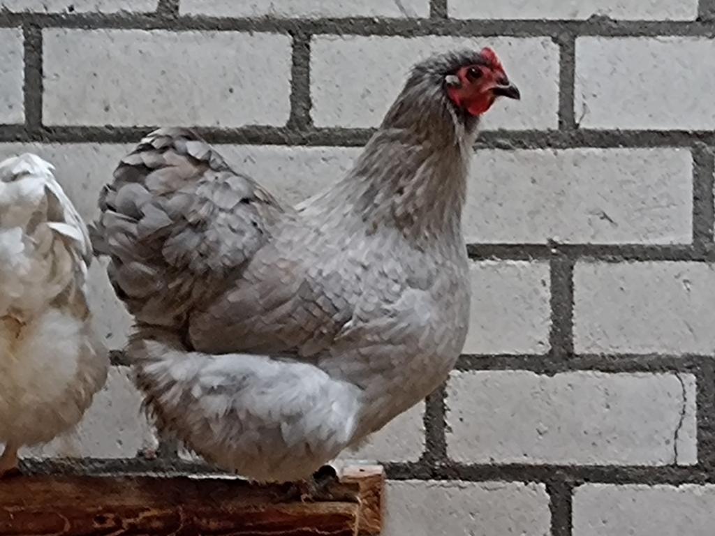 Orpington kriel, Dieren en Toebehoren, Pluimvee, Meerdere dieren, Kip