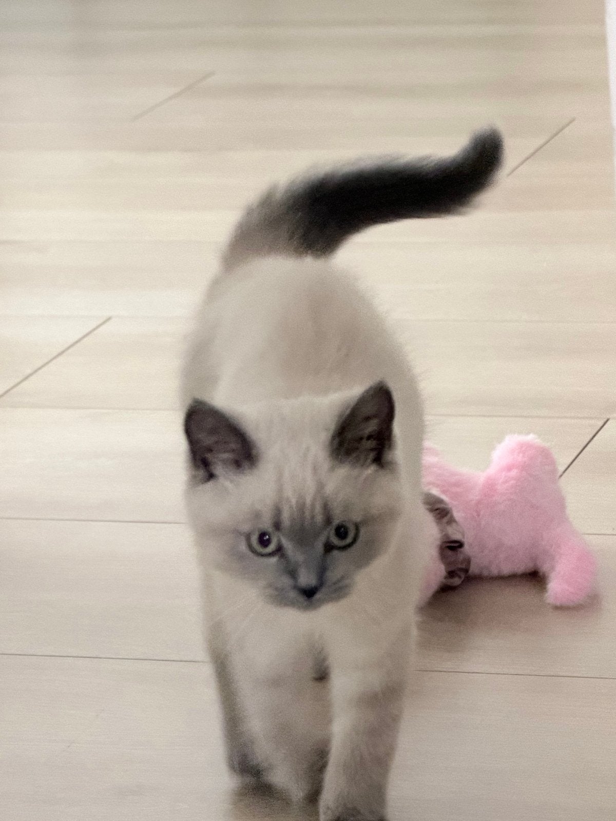 Lieve Britse korthaar, Kater, Kortharig, 0 tot 2 jaar