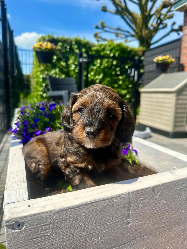 Mini doodle pups, Parvo, Overige rassen, 8 tot 15 weken, Meerdere