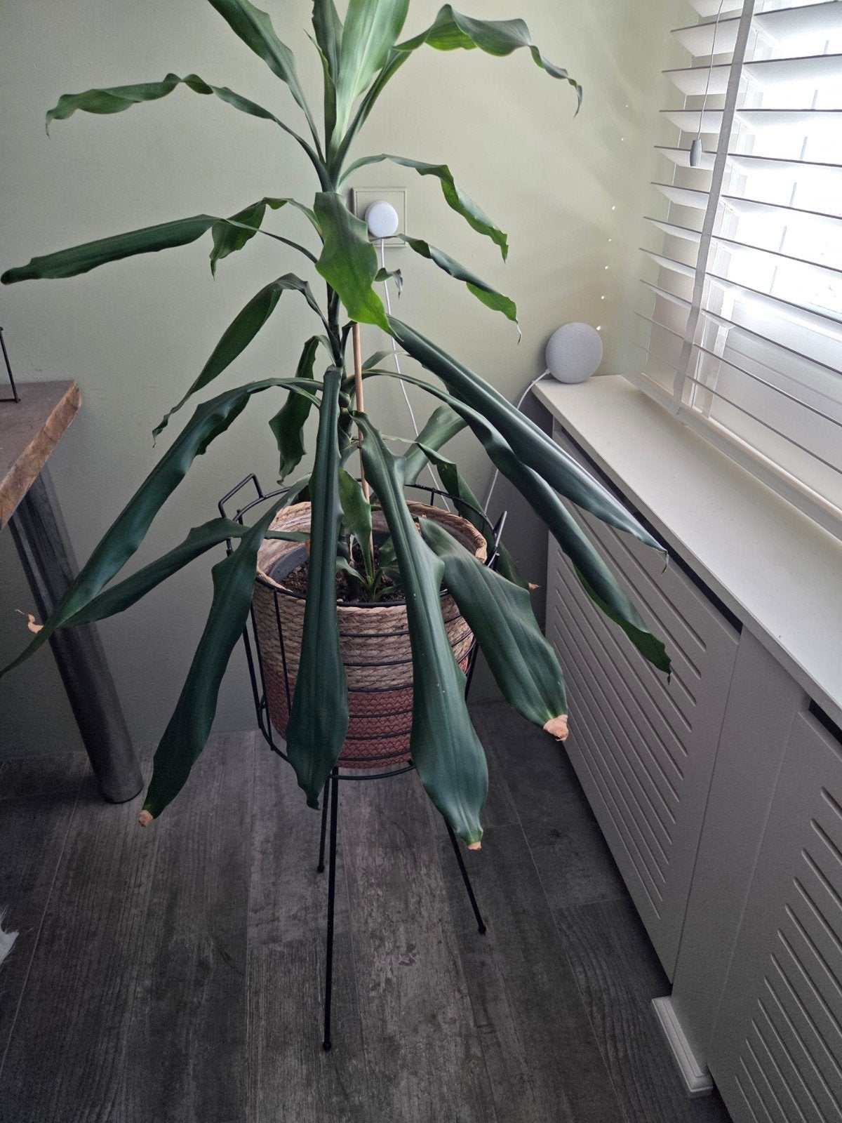 Plantenstandaard met mand en groene plant, Ophalen, In pot, Halfschaduw, Minder dan 100 cm