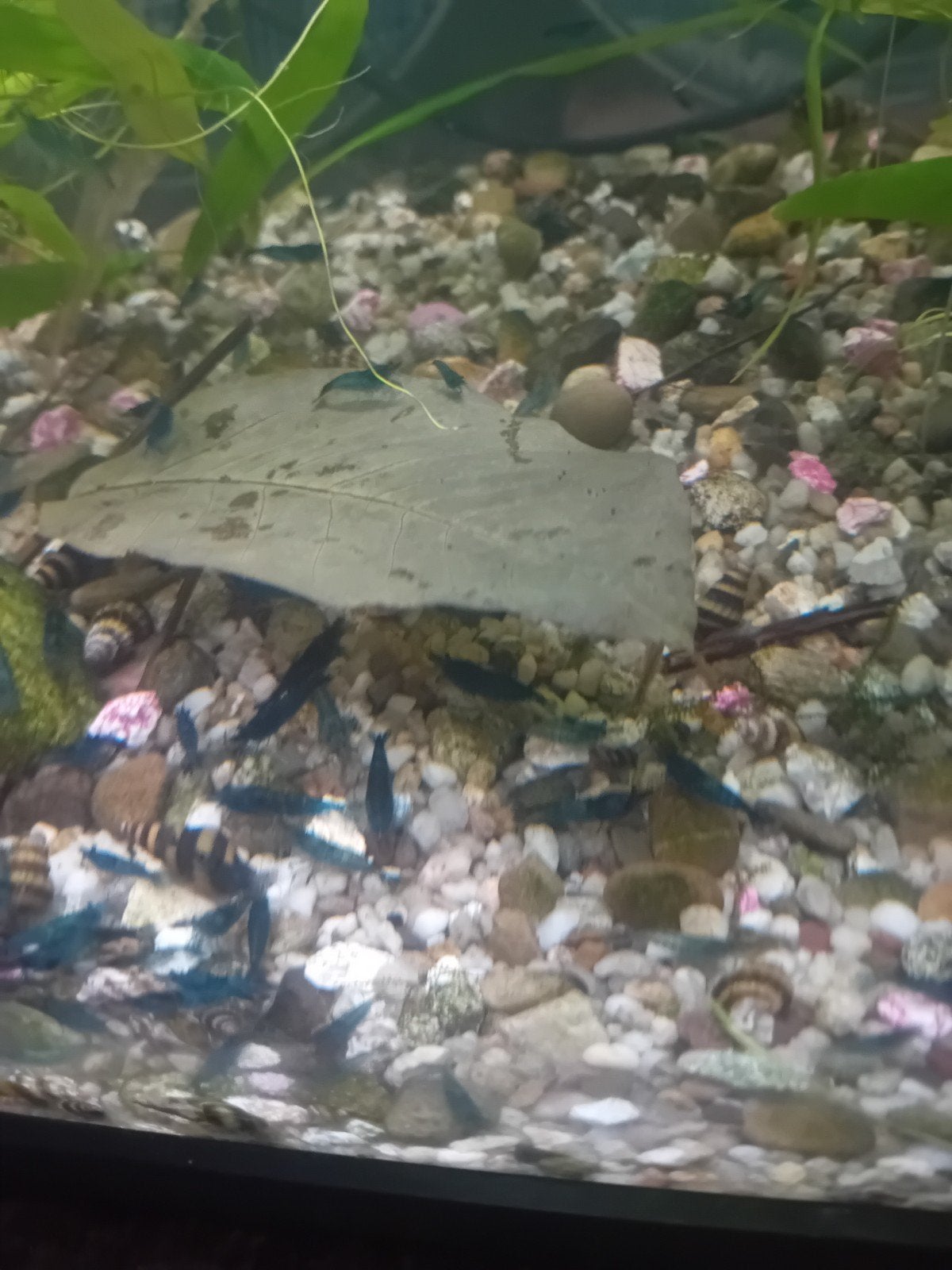 Blue velvet garnalen, Kreeft, Krab of Garnaal