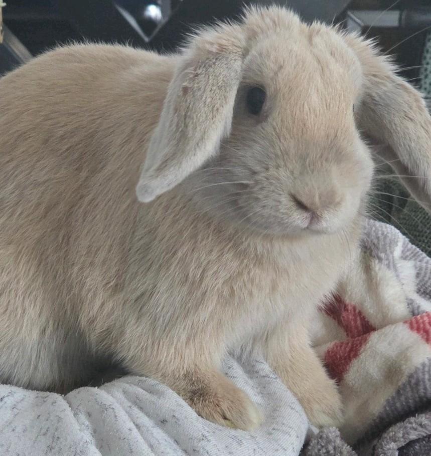 Jonge vrouwtjes konijn, Dieren en Toebehoren, Konijnen, Vrouwelijk