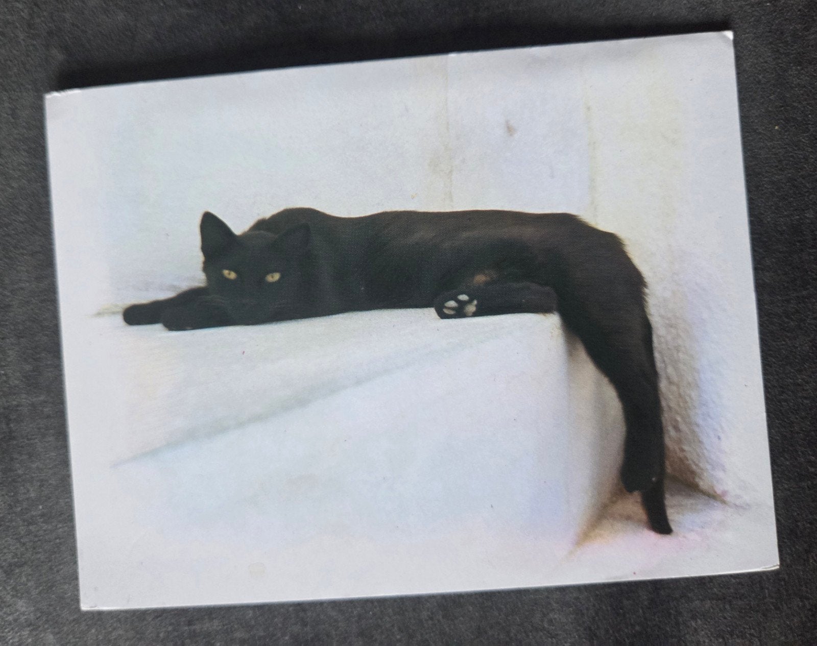 Zwarte Kat, Verzenden, 1980 tot heden, Gelopen, Hond of Kat