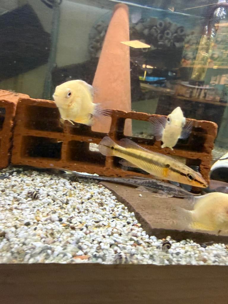 Crenicichla zebrina, Vis, Zoetwatervis