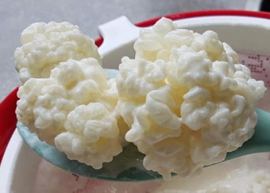 Melkkefir 50 gram, Ophalen of Verzenden