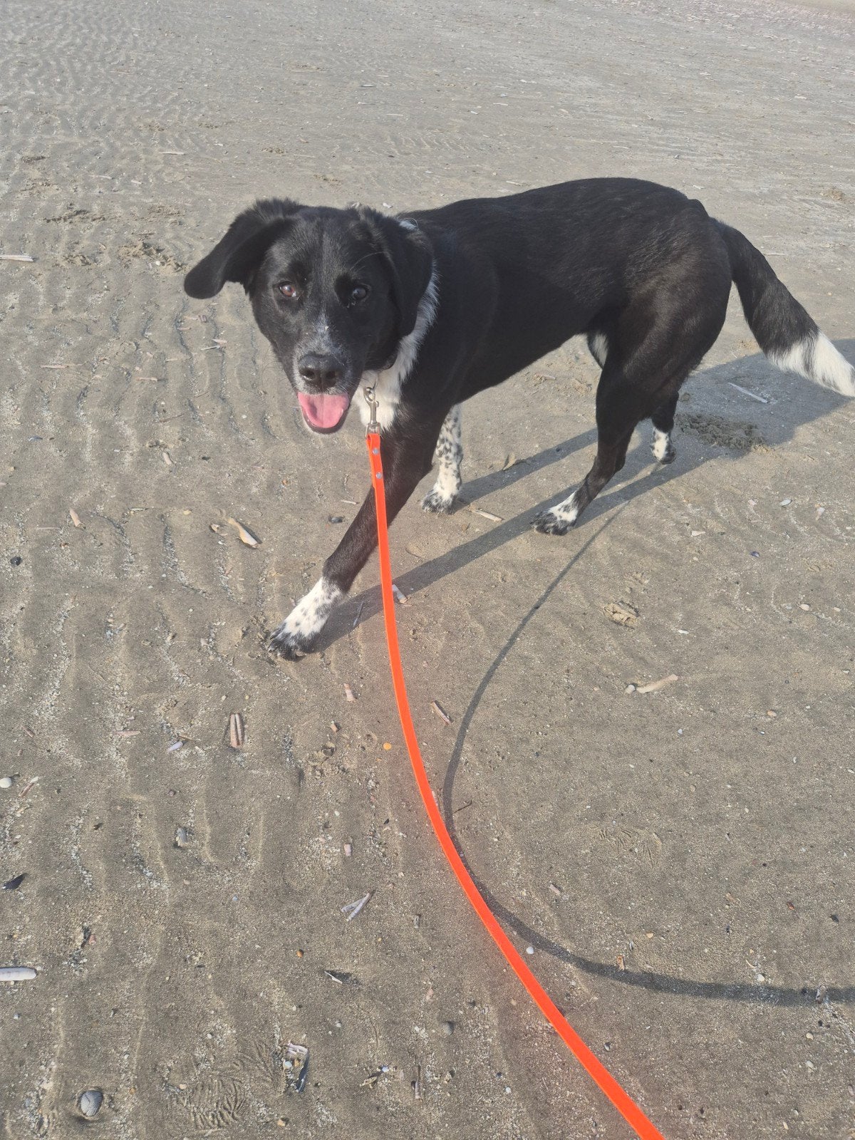 Herplaatsing boulab x berghond 9mnd, Dieren en Toebehoren, Honden | Niet-rashonden, 15 weken tot 1 jaar, Teef, Groot, Eén hond
