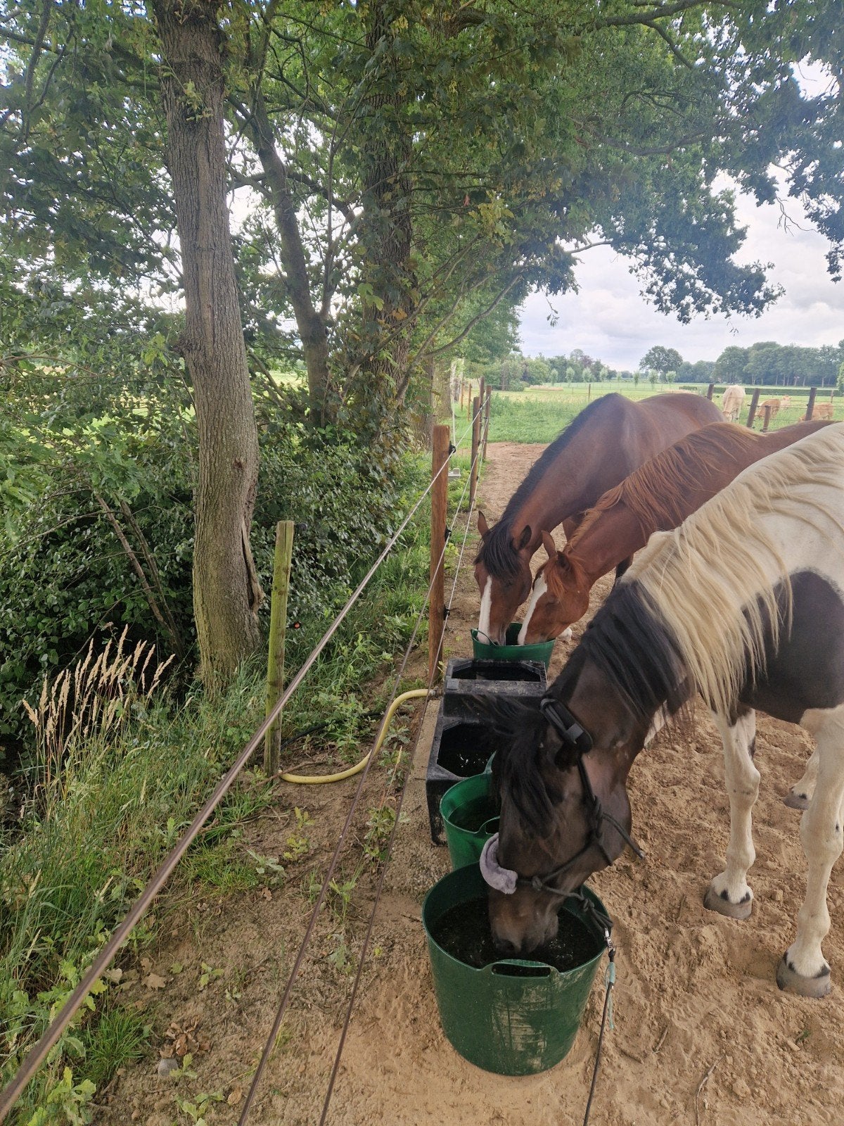 Plek voor 1 merrie op 24/7 buiten stalling, Dieren en Toebehoren, Stalling en Weidegang, Stalling, 1 paard of pony