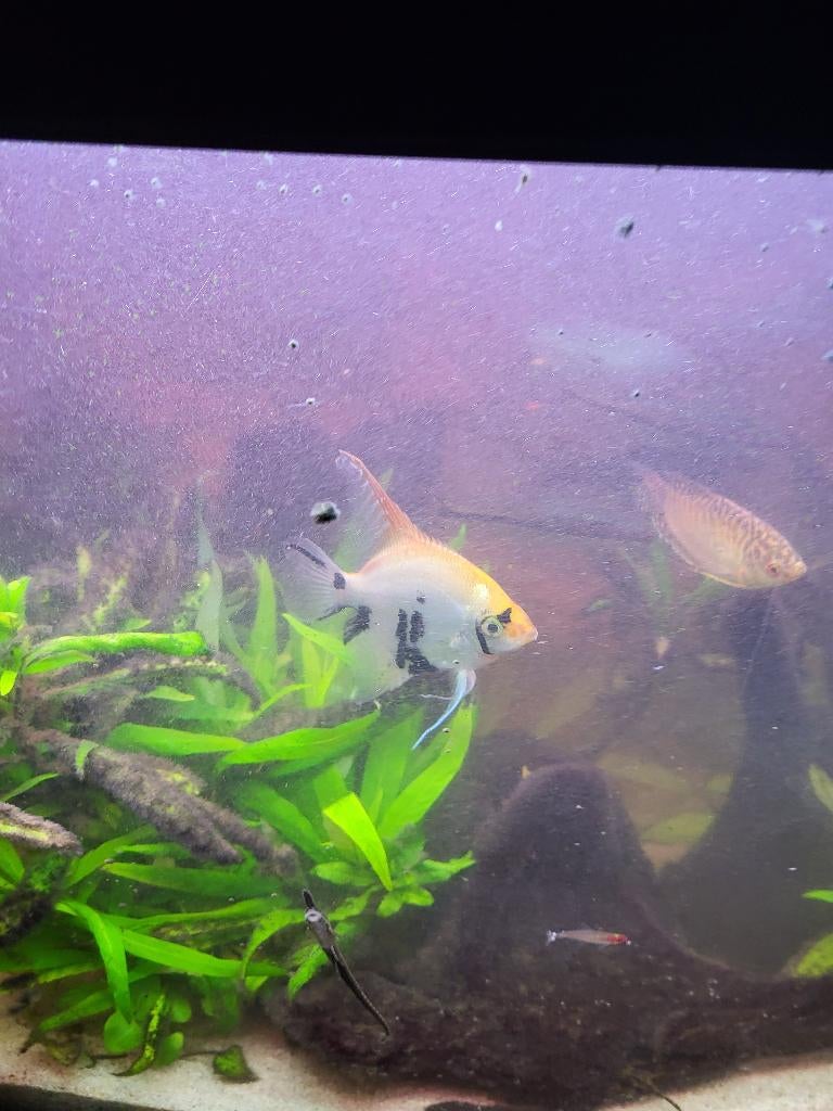 volwassen koimaanvis 20cm te koop, Dieren en Toebehoren, Vissen | Aquariumvissen, Vis, Zoetwatervis, Schoolvis