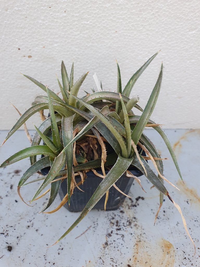 Dyckia remotiflora clustertje, Ophalen of Verzenden, Overige soorten, Volle zon