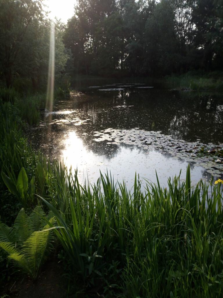 Koi karpers zeelt gevraagd., Karper of Koi