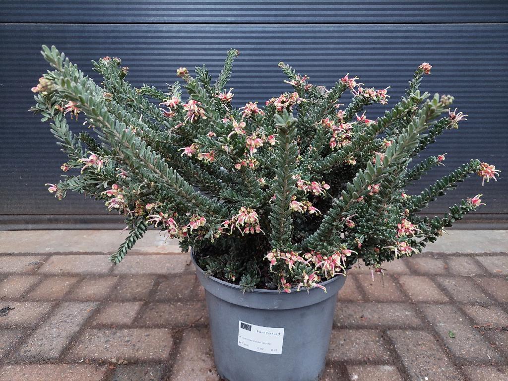 Grevillea 'Winter Wonder' - Winterharde Grevillea H: 55 cm., Volle zon, Vaste plant, Zomer, Ophalen