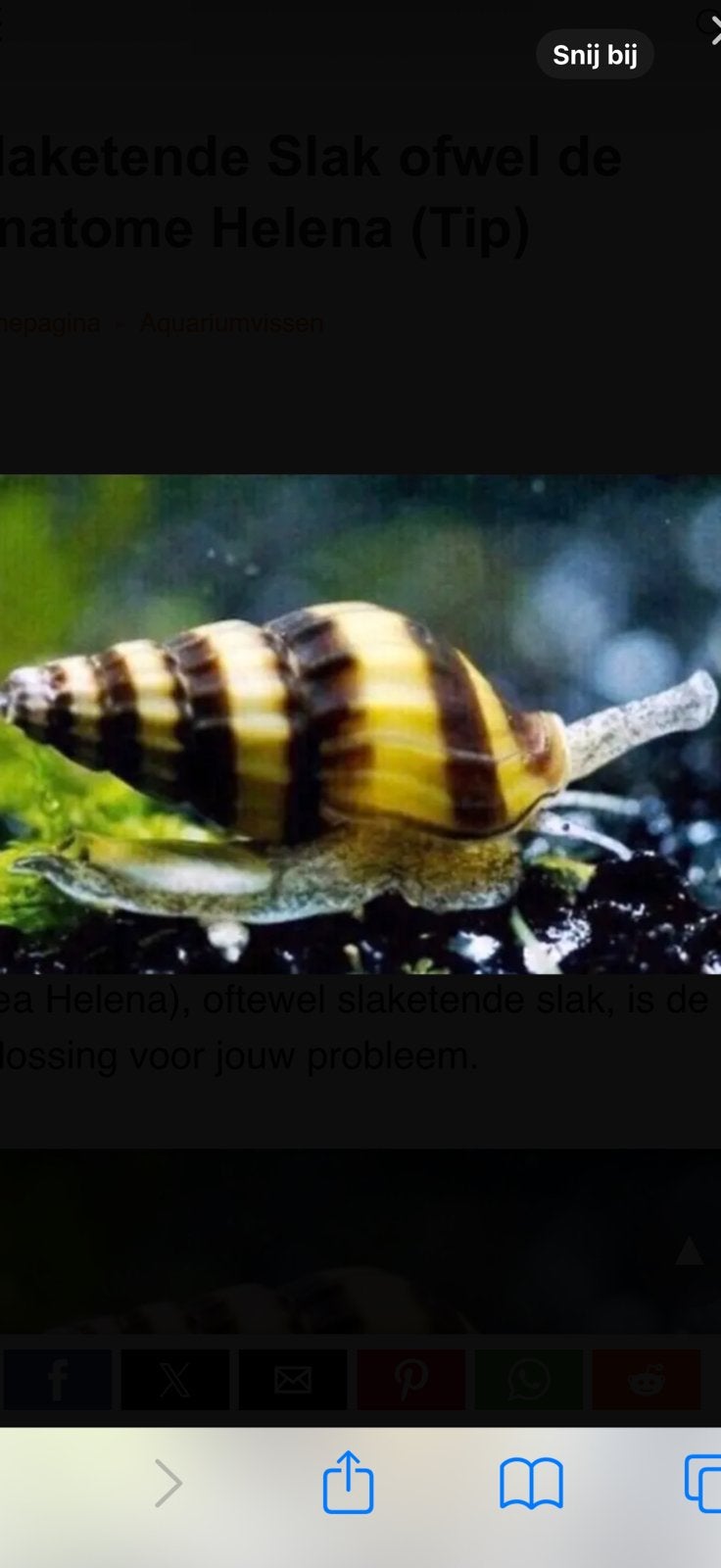 Helena slak, Dieren en Toebehoren, Vissen | Aquariumvissen, Slak of Weekdier