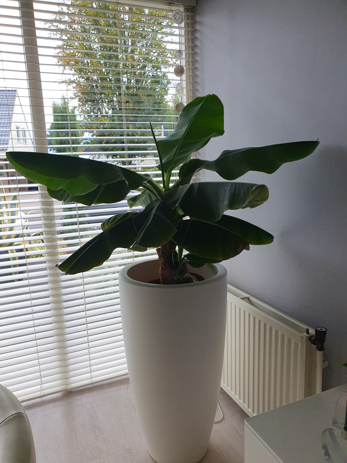 Bananenplant, Ophalen, Halfschaduw