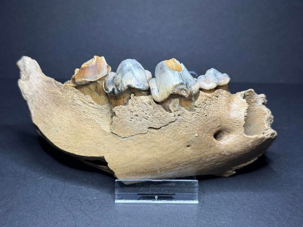 Mooie fossiele hyena kaak, Verzamelen, Ophalen of Verzenden, Fossiel
