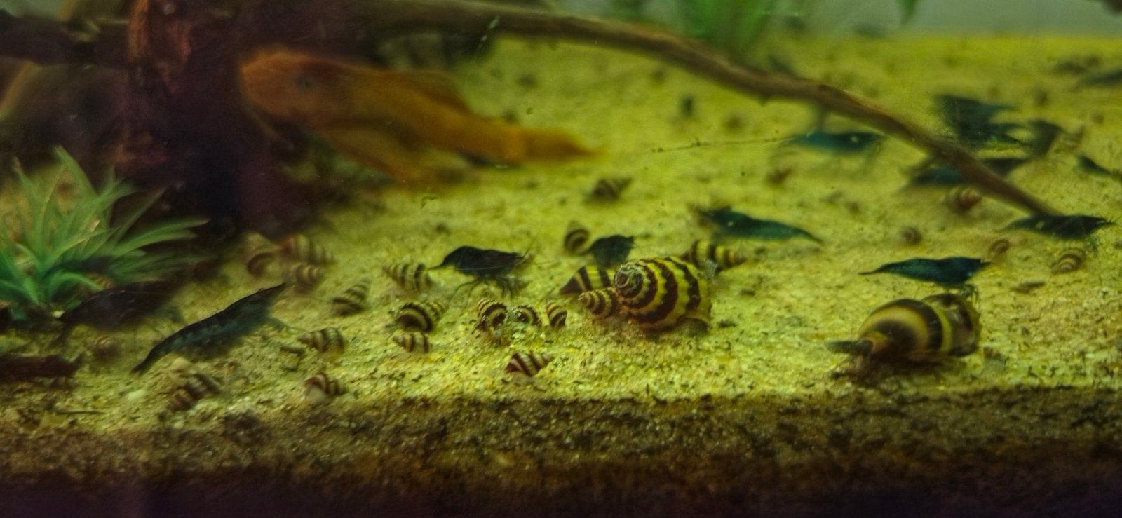 Helena slakken 5 voor 5 euro!, Dieren en Toebehoren, Vissen | Aquariumvissen, Slak of Weekdier