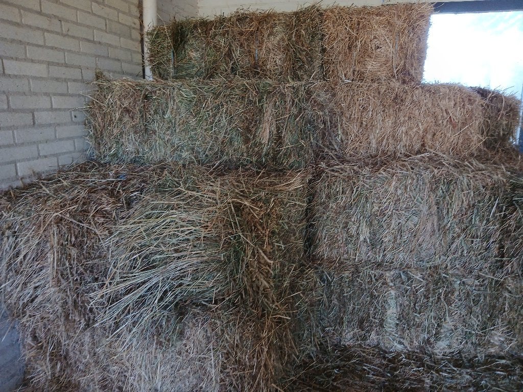 kleine hooi pakjes droog stengelig hooi, 1e en 2e snee, Dieren en Toebehoren, Dierenvoeding, Ophalen, Vee