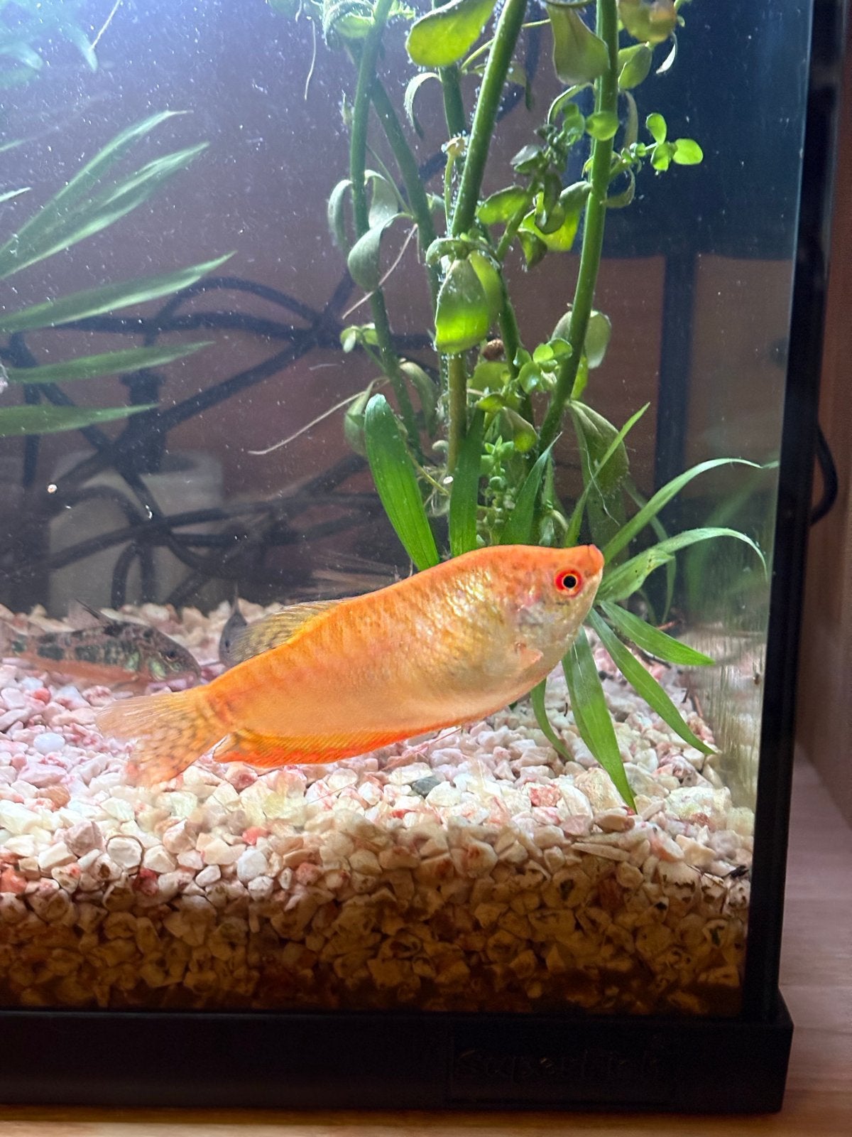 Honinggoerami, Dieren en Toebehoren, Vis
