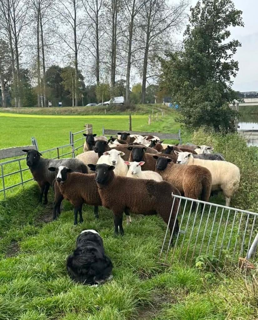 Gezocht  weides  om. Schapen  te laten grazen, Dieren en Toebehoren, Schapen, Geiten en Varkens, Vrouwelijk, Schaap