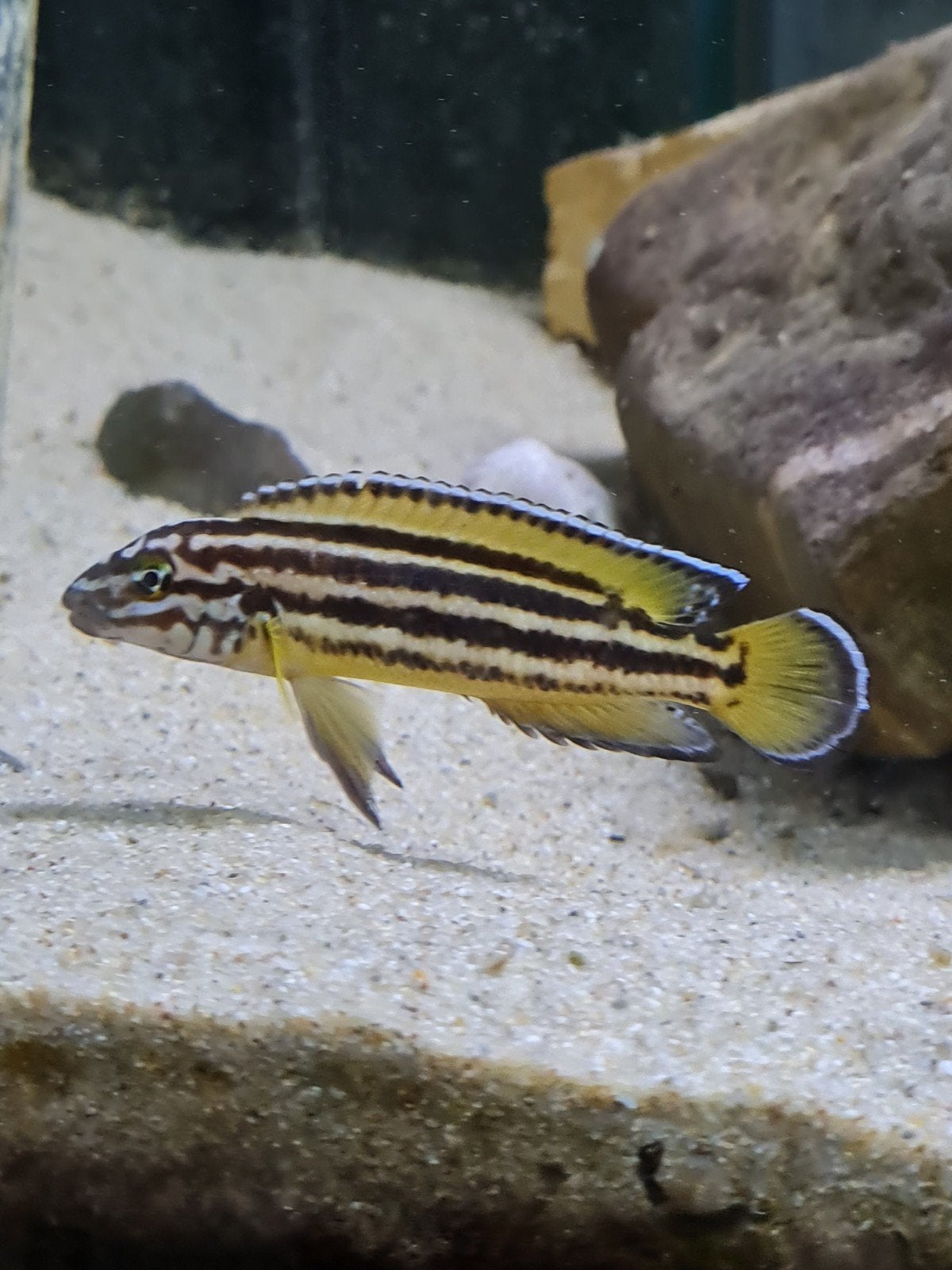 F1 Julidochromis Regani Nsumbu, Dieren en Toebehoren, Vis