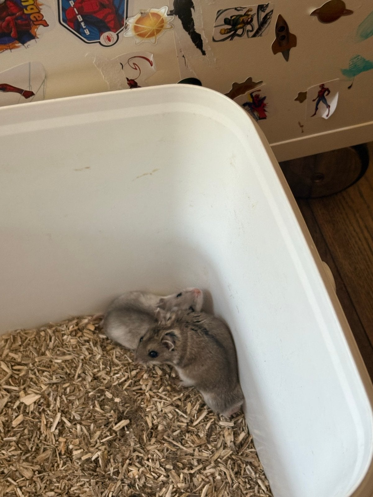 Chineese dwerghamsters, Dieren en Toebehoren, Knaagdieren, Hamster, April, Meerdere dieren, Tam