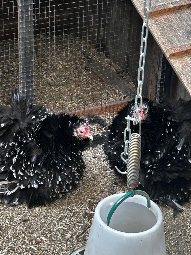 Cochin kriel, Dieren en Toebehoren, Pluimvee, Vrouwelijk, Kip