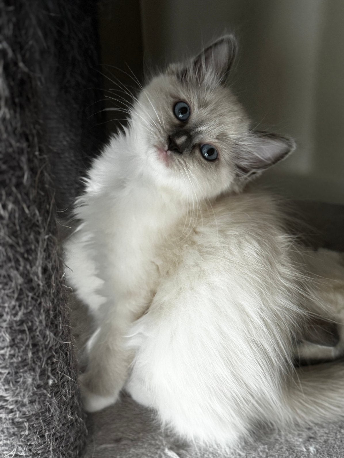 Ragdoll kittens knap geweldig kakrakter mogen verhuizen, Meerdere dieren, Met stamboom