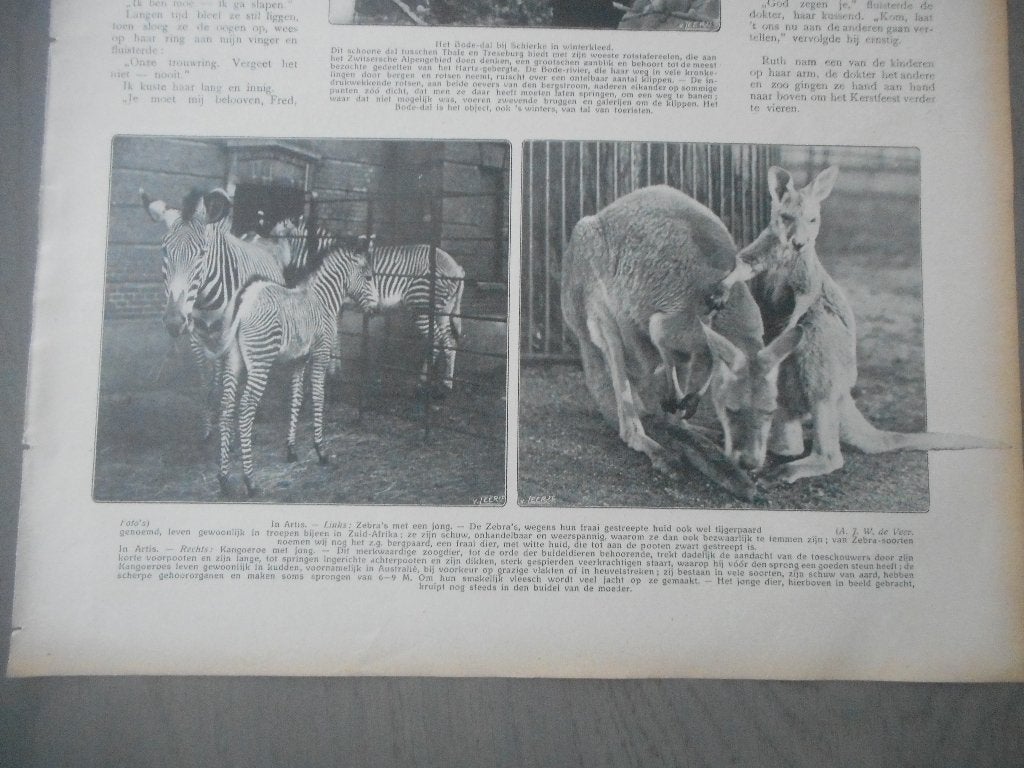 Artis. Zebra en kangoeroe. 1911., Ophalen of Verzenden, Voor 1920, Nederland, Knipsel(s)