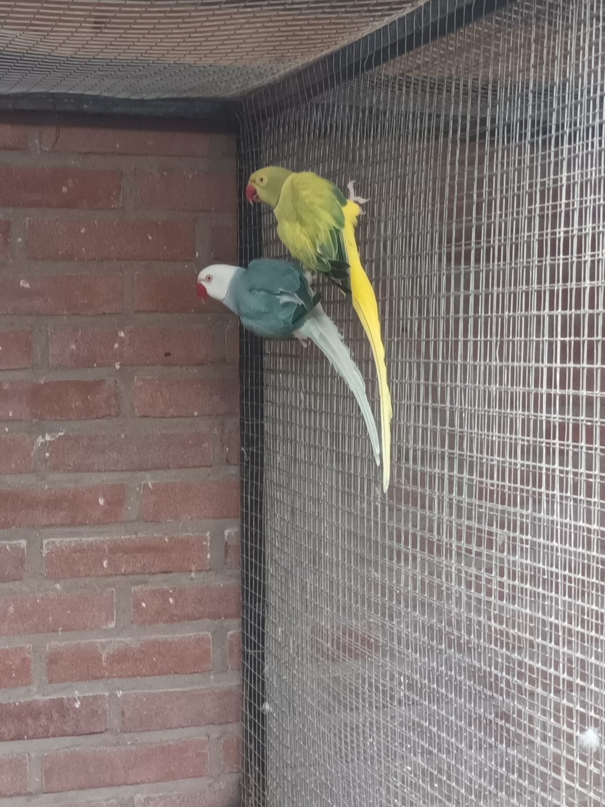 Mooi paar Halsbanden., Meerdere dieren, Parkiet