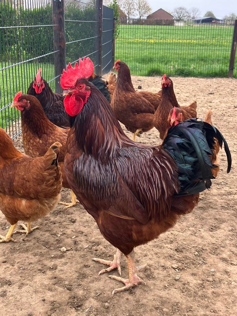 Rhode Island Red broedeieren, Dieren en Toebehoren, Pluimvee, Geslacht onbekend, Kip