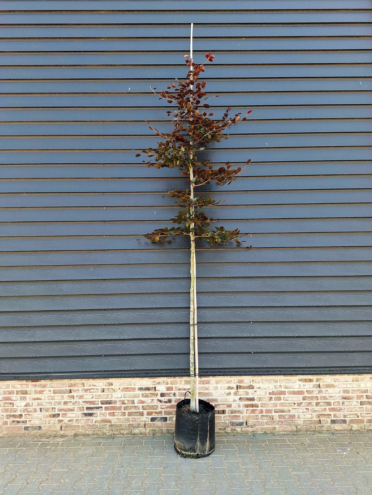 Fagus sylvatica 'Atropunicea' (rode beukenboom) 🍁, Bloeit niet, Halfschaduw, Overige soorten, Ophalen