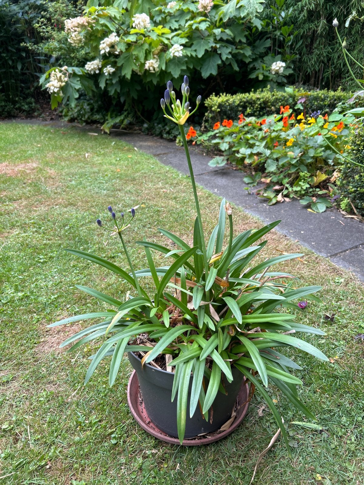 Agapanthus (Afrikaanse Lelie) - Laagblijvende variant, Volle zon, Vaste plant, Zomer, Ophalen