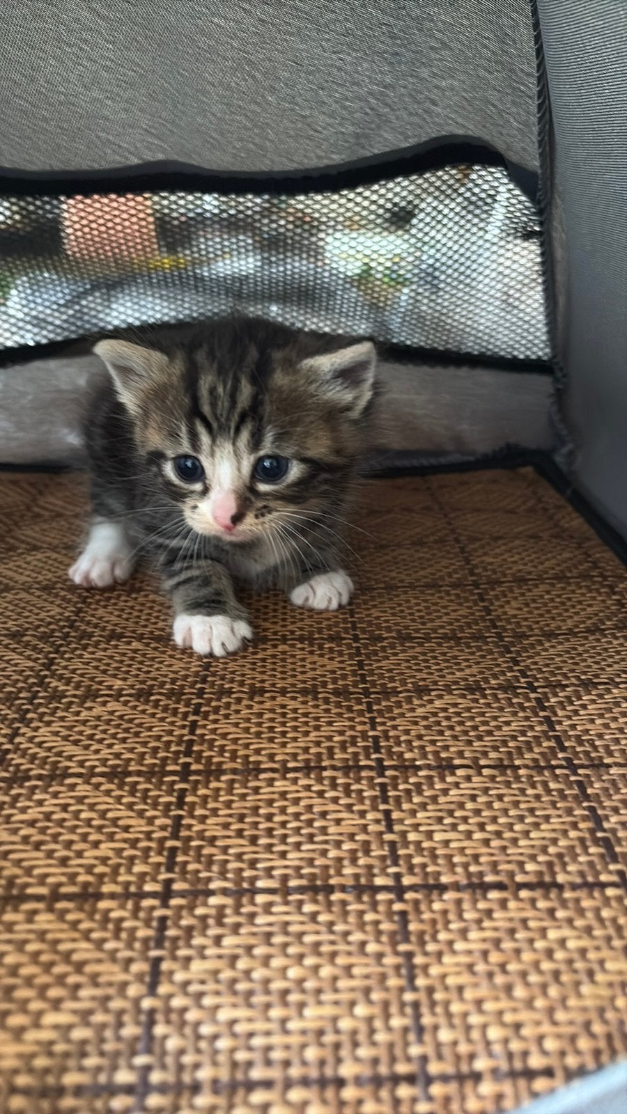 Kittens  nijkerk  1 katertje en 1 poesje, Meerdere dieren, Kortharig, 0 tot 2 jaar