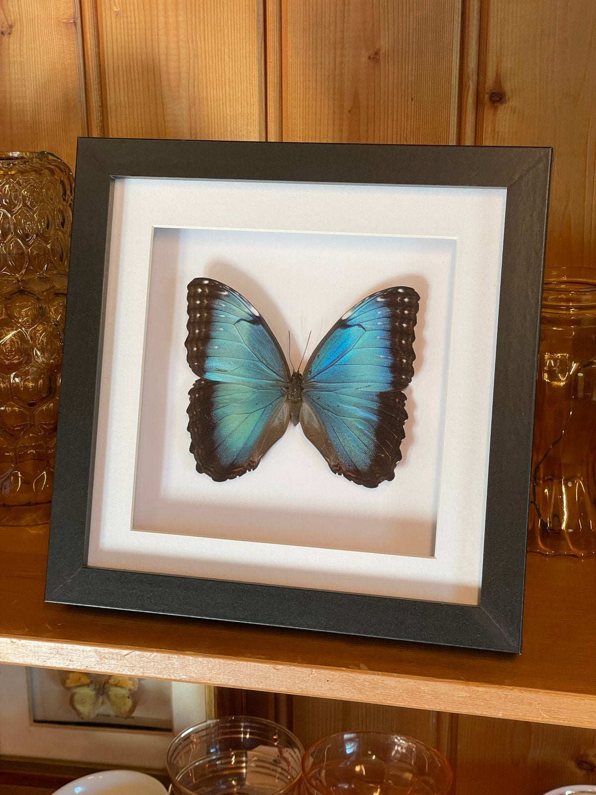 Ingelijste blauwe Morpho Didius vlinder, Ophalen, Nieuw, Insect, Opgezet dier