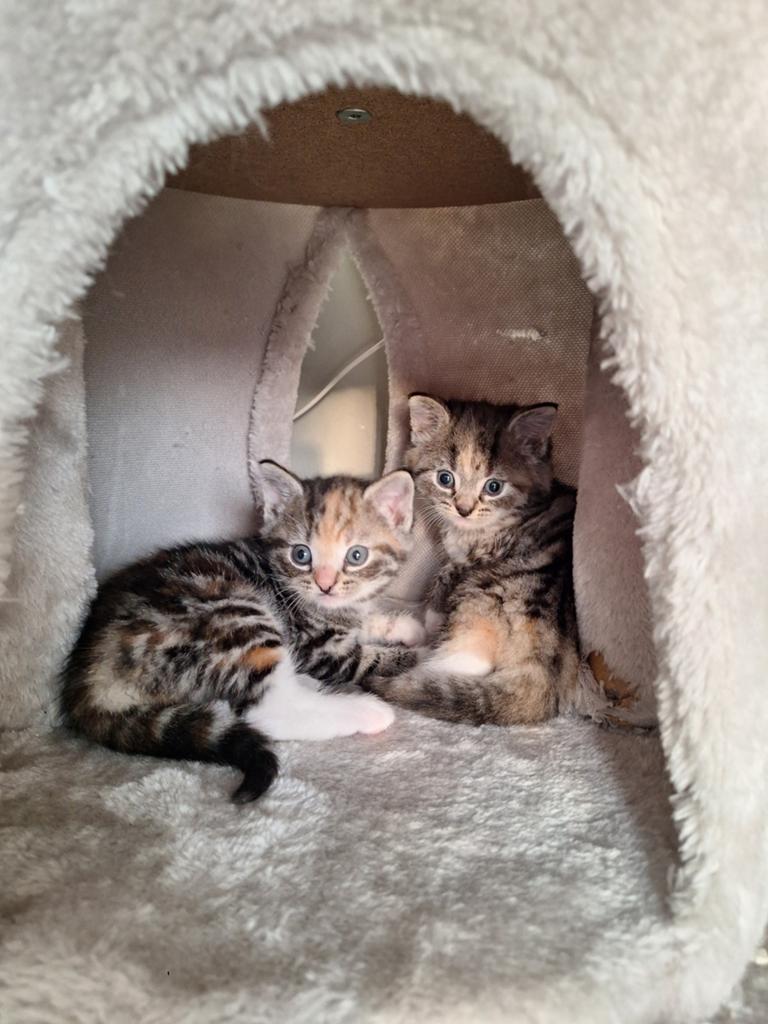 kittens - kruising boskat (nog 2 over), Meerdere dieren